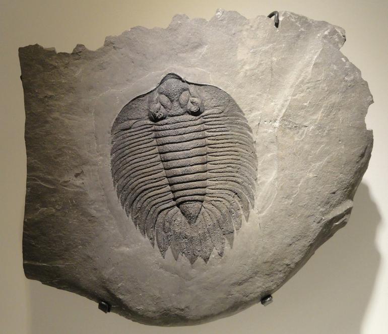 Trilobite