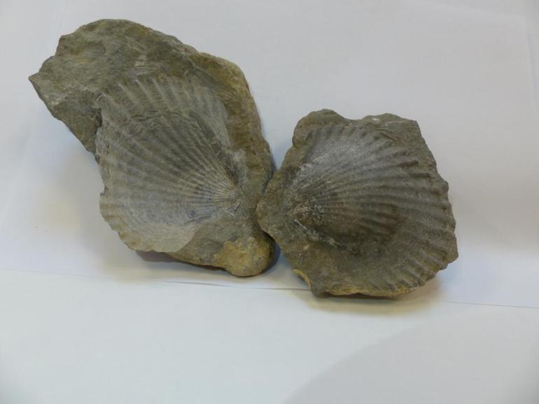 Collection zoologique