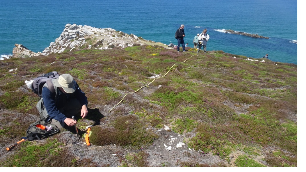 transect web
