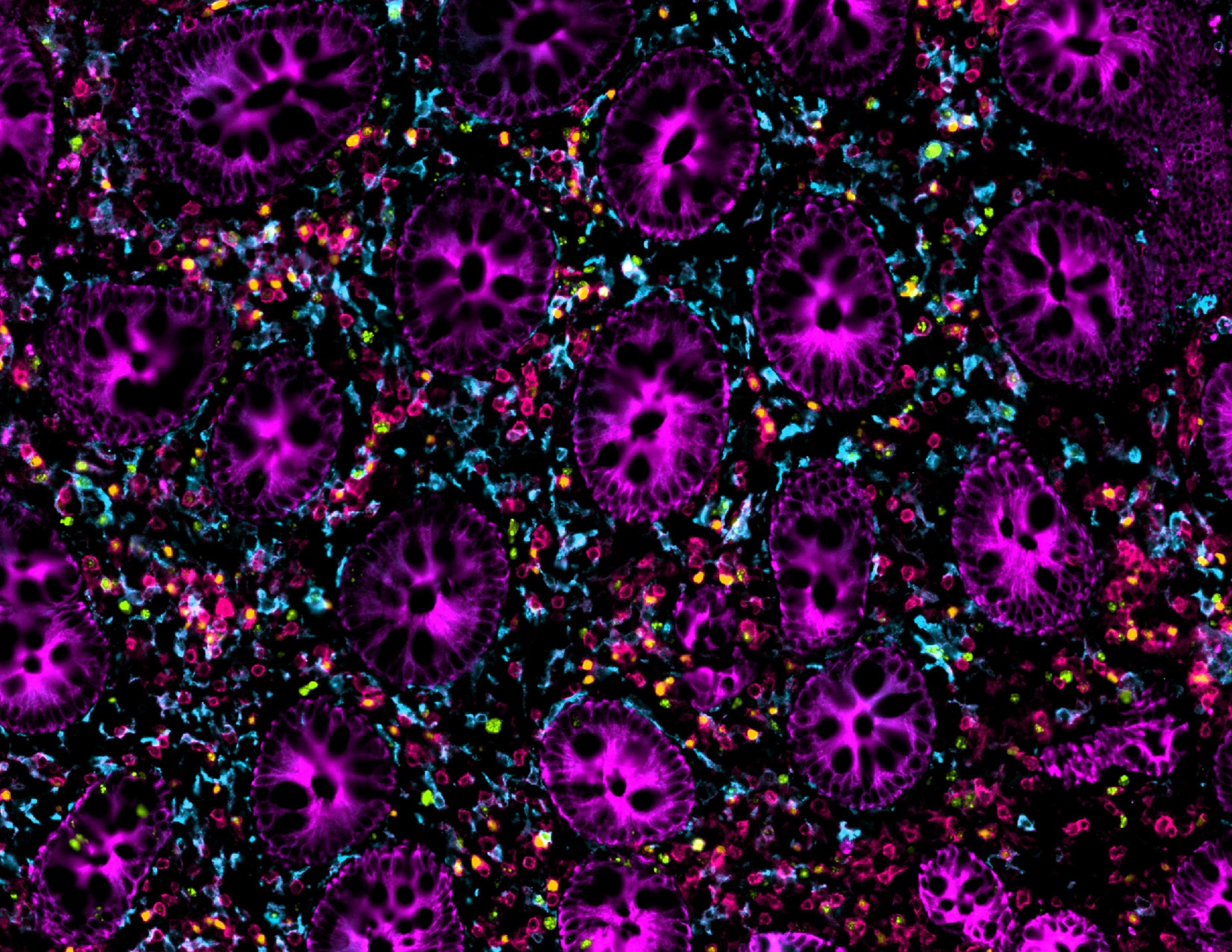 appendice_orion_delarue