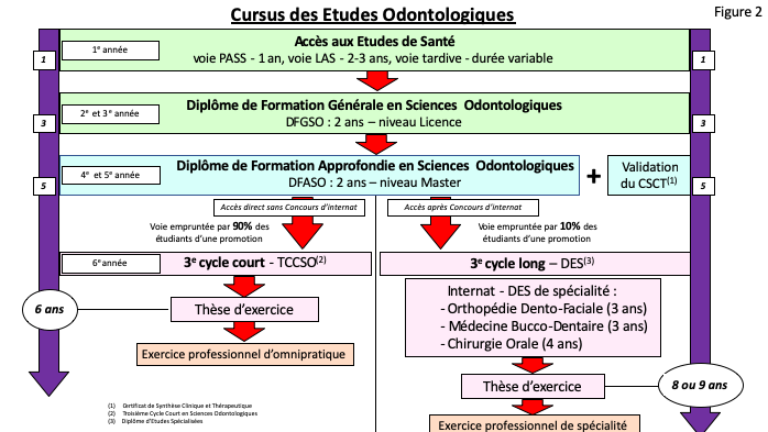 schéma des études