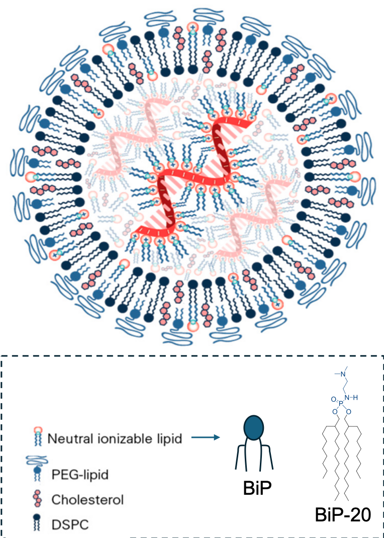 Illustration d'une nano-particule LNP