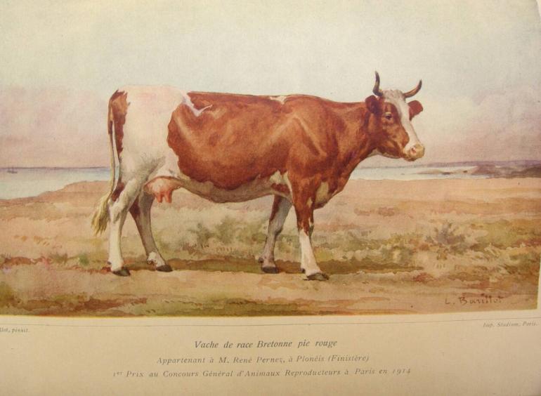 Vache Carhaisienne