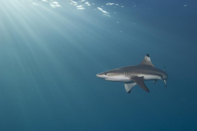 Requin pointe noire