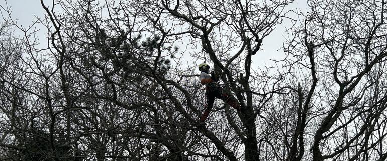 Un élagueur dans un arbre