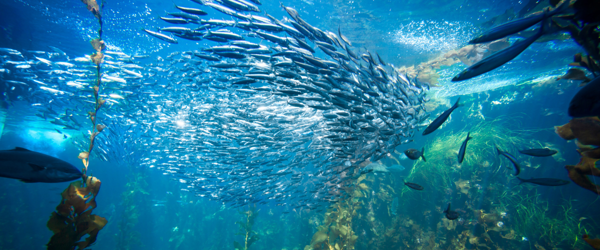 Ecosystème marin
