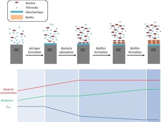 Bioelectrochemistry 2022