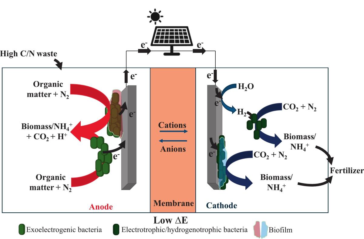 Bioelectrochemistry 2025